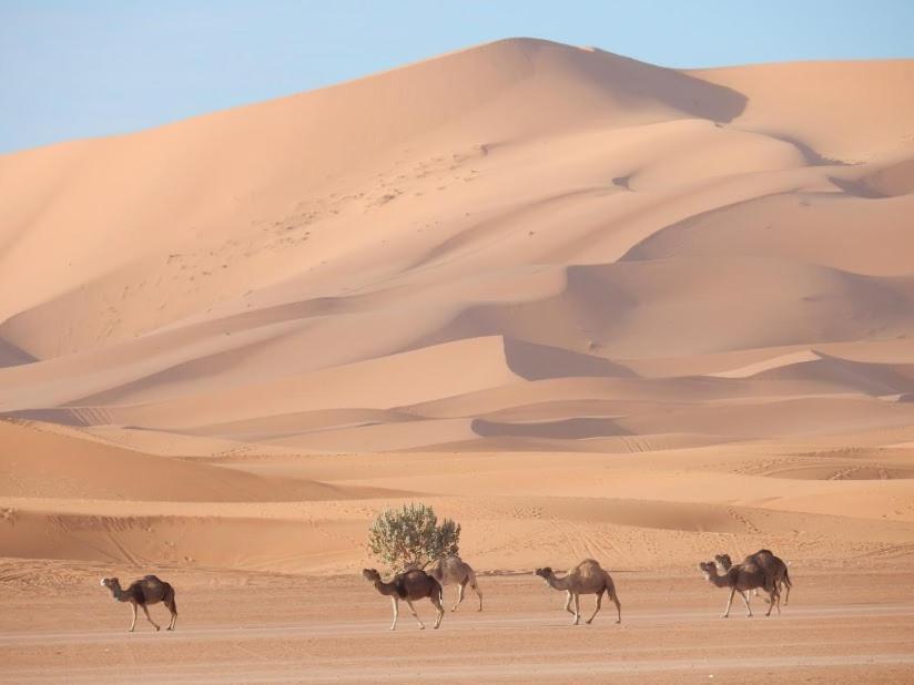 Auberge Sahara Garden Lac Yasmins Exteriör bild